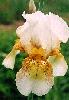 [photo of iris and link to page where used]