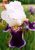 [photo of iris and link to page where used]