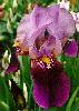 [photo of iris and link to page where used]