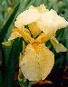 [photo of iris and link to page where used]