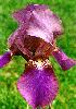 [photo of iris and link to page where used]