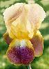 [photo of iris and link to page where used]
