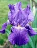 [photo of iris and link to page where used]
