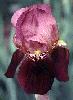 [photo of iris and link to page where used]