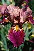 [photo of iris and link to page where used]