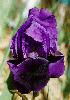 [photo of iris and link to page where used]