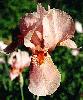 [photo of iris and link to page where used]