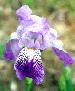 [photo of iris and link to page where used]