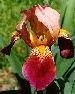 [photo of iris and link to page where used]