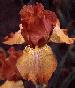 [photo of iris and link to page where used]
