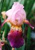 [photo of iris and link to page where used]
