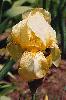 [photo of iris and link to page where used]