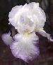 [photo of iris and link to page where used]