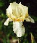 [photo of iris and link to page where used]