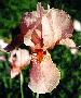 [photo of iris and link to page where used]