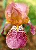 [photo of iris and link to page where used]