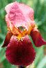 [photo of iris and link to page where used]