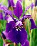 [photo of iris and link to page where used]