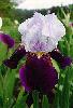 [photo of iris and link to page where used]