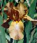 [photo of iris and link to page where used]