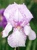 [photo of iris and link to page where used]
