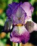 [photo of iris and link to page where used]