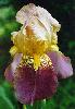 [photo of iris and link to page where used]