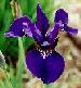 [photo of iris and link to page where used]