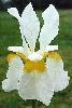 [iris photo/link]