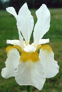 [photo/link iris 44]