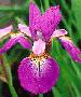 [iris photo/link]