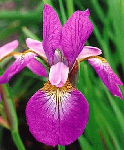 [photo/link iris 45]