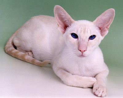 cream