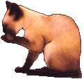 teddyamin
