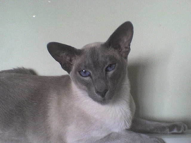 bluepoint
