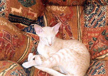 redtorti