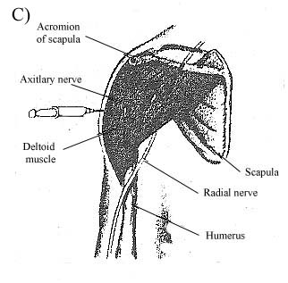 deltoid region