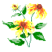 Maryland Flower