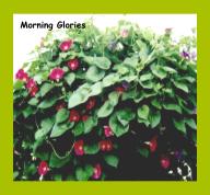 Morning Glory
