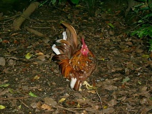 My rooster Banjo