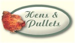 Click here to see my Hens and Pullets