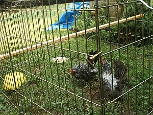 Two hens in a yard pen enjoying a sunny afternoon.