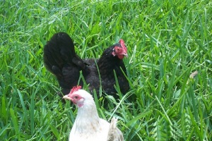 My hens Lady Malay and Champayne enjoying the grass.