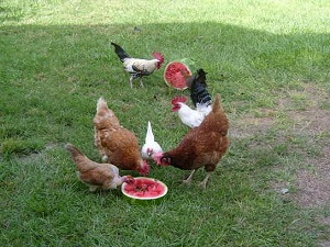 My chickens enjoying a watermelon.