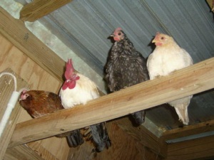 A family of bantams