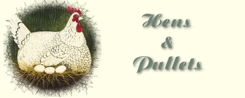 Hens and Pullets