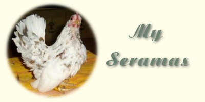Welcome to my Serama page