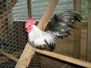 The Toy, a Japanese Bantam rooster