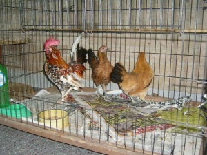 Rooster with two hens