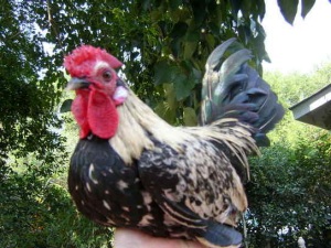 Jumper a mixed rooster